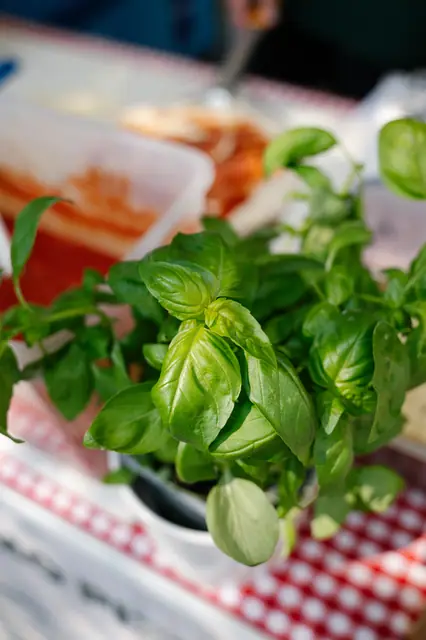 Letní pop-up DAMO PIZZA v Knollu — fotka 15 z 72